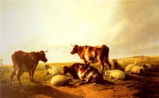 коровы