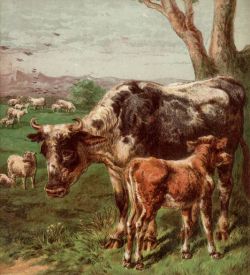 корова и теленок